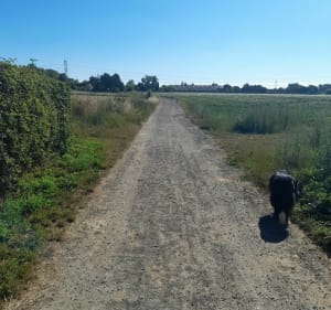 Balade Erquinghem le Sec/Beaucamps Ligny - Erquinghem-le-Sec - 2