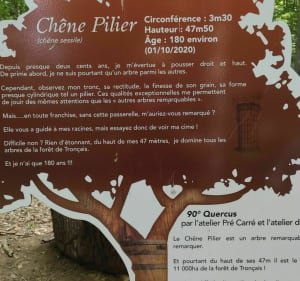 A vélo en forêt de Tronçais: chênes remarquables et étangs - Alain - 3