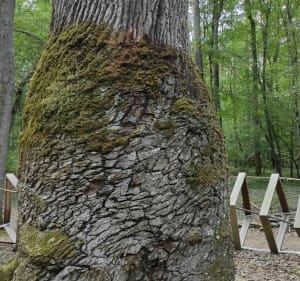 A vélo en forêt de Tronçais: chênes remarquables et étangs - Saint-Bonnet-Tronçais - 2