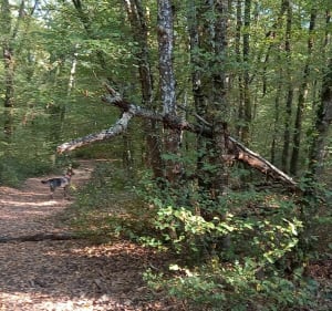Sortie à la découverte de la forêt de Montech - Montech - 4