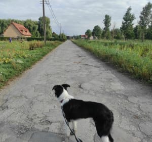Balade de la Longue Lègre dans le marais maraîcher - Saint-Omer - 2