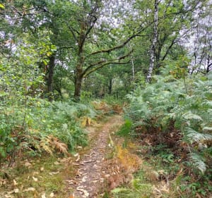 Balade sylvicole à Montrollet - Montrollet - 2