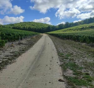 Balade au milieu des vignes - Villy - 2
