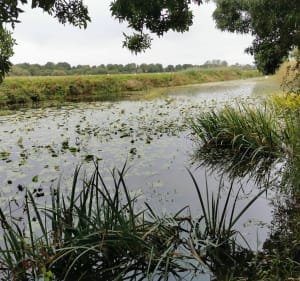 Marais de Gannedel - La Chapelle-de-Brain - 2