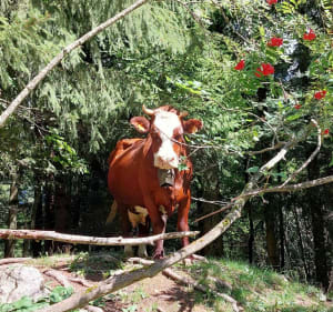 Promenade aux Bauds - Morzine - 2