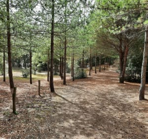 1 2 3 promenons nous dans les bois à Notre Dame des Monts - Notre-Dame-de-Monts - 2