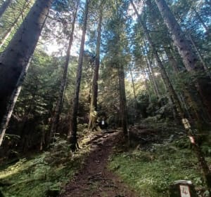 Montée au Grand Arvet et découverte de l'arbre président - Sallanches - 2