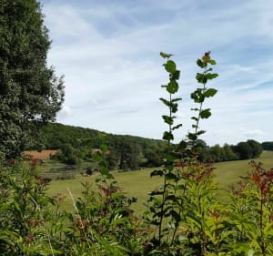 Petit tour en forêt autour de l'étang de Ronval. - Apremont-la-Forêt - 2