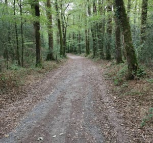 Chanteloup les bois entre campagne et forêt - Jerome - 3