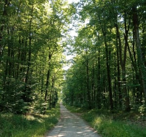 Belle balade au milieu de la campagne - Tanconville - 2