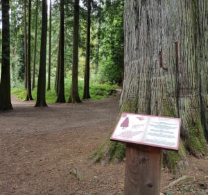 Autour de l'arboretum de la Jonchère - La Jonchère-Saint-Maurice - 4