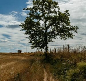 Balade champêtre au milieu des pommiers, en bord de Rance - Pleudihen-sur-Rance - 2