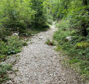 Cascade de la Pisserote - Saint-Joseph-de-Rivière - 2