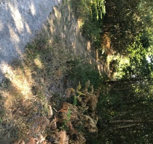 Boucle dans la forêt de Vouillé - Vouillé - 2