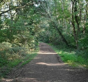 Campagne et sous-bois - Commentry - 2