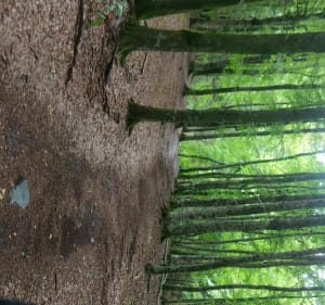 Balade dans la forêt de Montbert à proximité du lac Chauvet - Picherande - 2