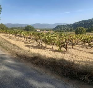 Balade colline des Gardis à Cadenet - Cadenet - 2