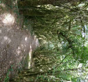 Buxuspad Prachtige wandeling - La Capelle-Balaguier - 2