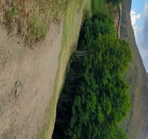 Les bois du Puy Mary - Le Claux - 2