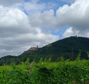 Ribeauvillé les 3 châteaux - Ribeauvillé - 2