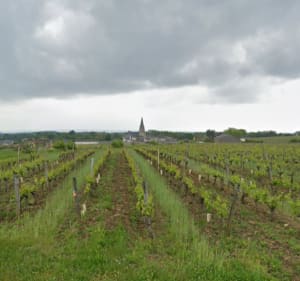 Entre vignes et Loire - Saumur - 2