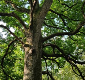 Randonnée forestière au Poteau de Pecqueuse - Poigny-la-Forêt - 2