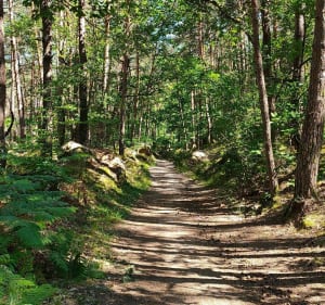 Découverte forêt de Fontainebleau - Fontainebleau - 4
