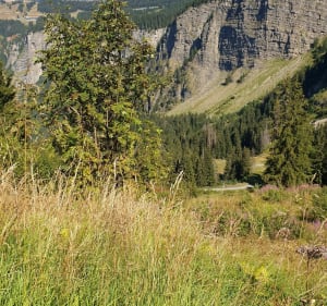 Alpages de Morzinette par les Sutes - Morzine - 2