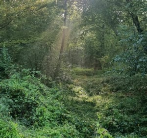 Parcours dans Hasnon(inclut le circuit de Cataine) - Hasnon - 2