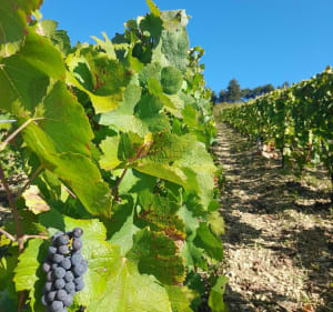 La Treille de Saint-Bris - Saint-Bris-le-Vineux - 2