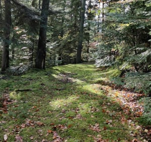 Randonnée trail Lalouvesc - Lalouvesc - 2