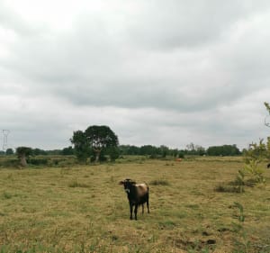 Sentier de l'Etang Bernard - Saint-Étienne-de-Montluc - 2