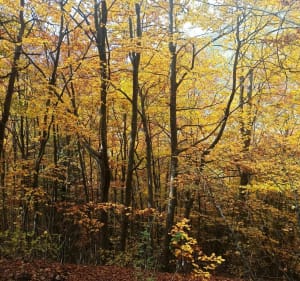 Boucle forêt mandementale de Puy-Saint-Eusèbe - Puy-Saint-Eusèbe - 2