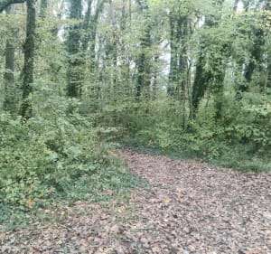 Balade en Forêt de Sézanne et ses vignes - Sézanne - 5