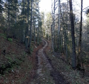 Prairie De Darbounouse - Saint-Martin-en-Vercors - 2