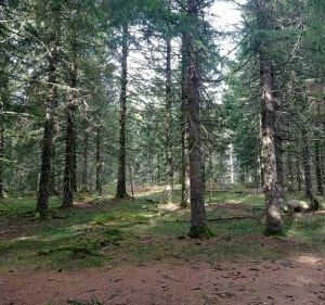 La Bourboule (départ via chemin de la suchère) / La Stèle - Pascale - 4