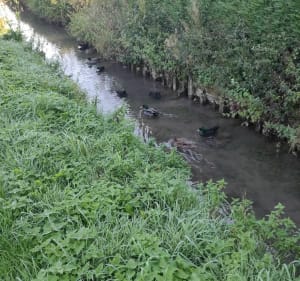 Balade autour de Lillers - Lillers - 2