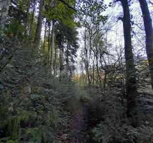 Balade, Archelange une diversité de chemins - Archelange - 2