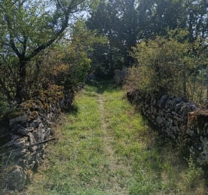 Chemin d'Aubiguières - Feuille de chêne verte - Fons - 2