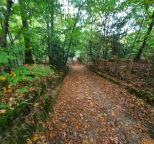 Balade forestière dans la forêt de Saint-léger - Lucie - 2