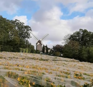 Franconville, buttes du Parisis, moulin de sannois. - Franconville - 2