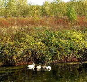 De Hem au canal de Roubaix - Hem - 2