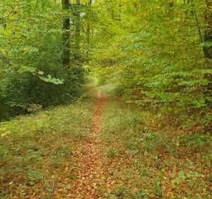 Forêt du côté de Melleville - Guerville - 2