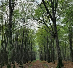 Forêt d'Armainvilliers en passant par deux lacs - Gretz-Armainvilliers - 2