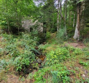 Balade en forêt des Versannes - Saint-Jean-la-Vêtre - 2