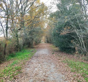 Dans les sous bois de Magudas - Saint-Médard-en-Jalles - 3