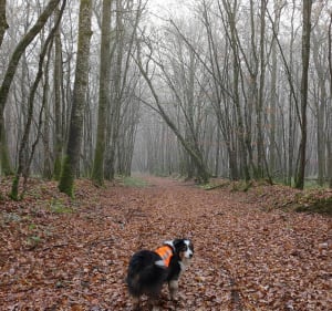 Sortie hivernale dans la forêt du Roncemay - Laurent - 2