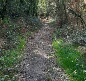 Balade dans la forêt de Vigneux de Bretagne - Vigneux-de-Bretagne - 4