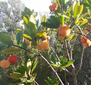 Balade vallonnée des arbousiers - Roquebrune-sur-Argens - 2