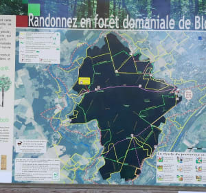 Tour en forêt de Blois par le Lac de la Pinçonnière - Blois - 2